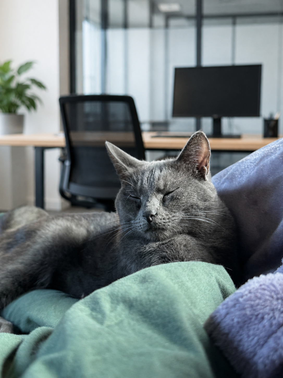 Poes